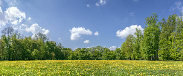 istock panoramic spring landscape. trees on green lawn, covered with dandelions under blue sky. 1989135753
