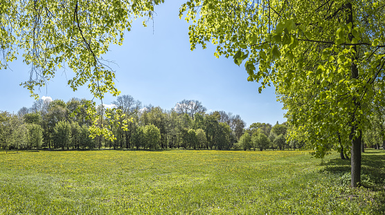 sunny spring day in city public park. panoramic green landscape against blue sky.