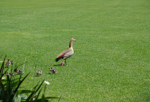 Egyptian duck with baby ducklings on a green lawn grazing