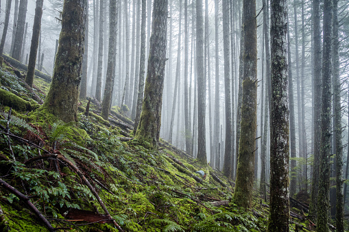 Sooke Hills Regional Park, located on southern Vancouver Island on a foggy day.