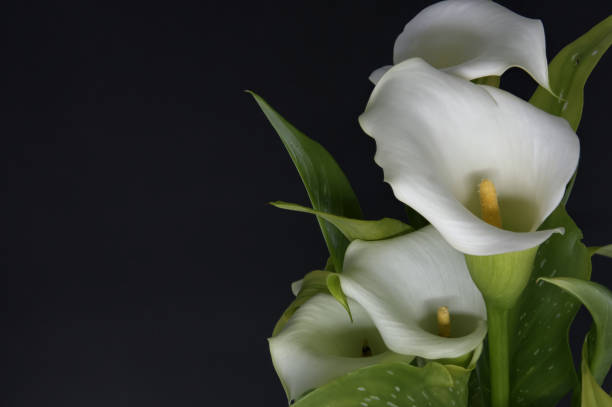istock White calla lilies flowers on black background 1989168224