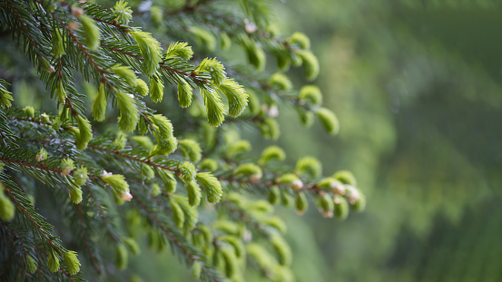 Fir tree branch with fresh young green shoots, banner size spring background with selective focus and free copy space