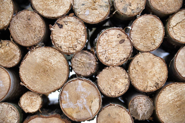 istock Large, neatly stacked pile of cut tree logs 1989168737