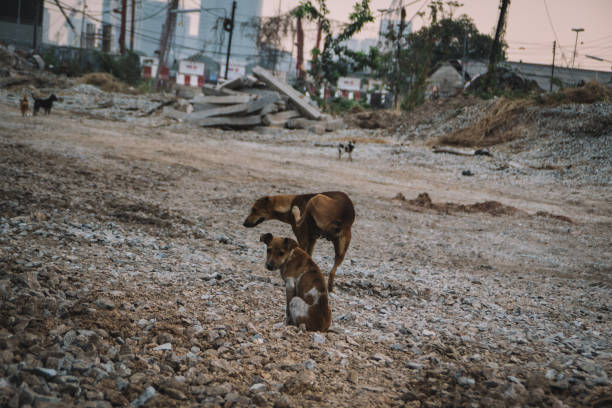 istock homeless dog in bangkok 1989197200