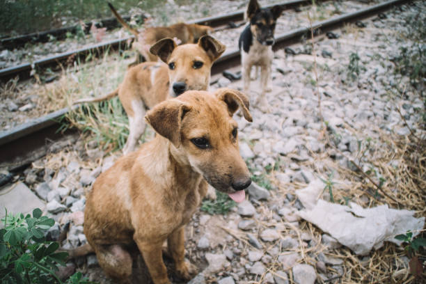 istock homeless dog in bangkok 1989198267