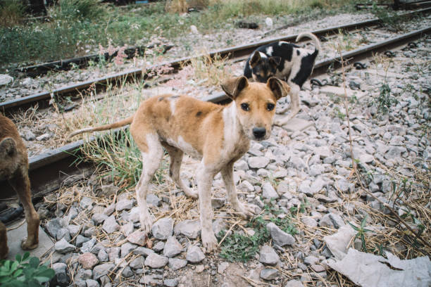 istock homeless dog in bangkok 1989198276