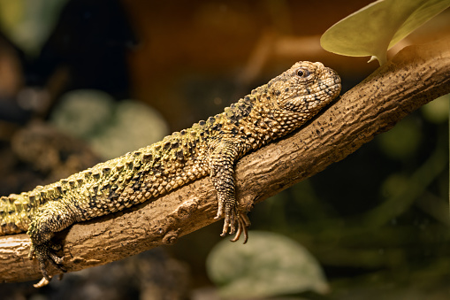 Spotted lizard perched on branch outdoors, devouring foliage