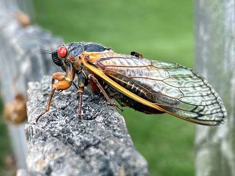 Cicada Emergence Infestation Virginia