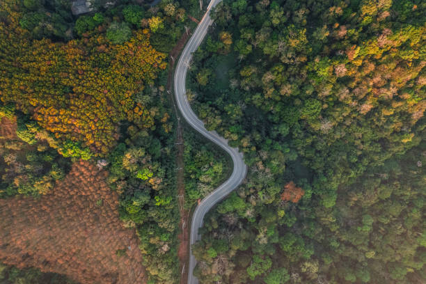 istock Roads and trees in summer from a drone 1989201259