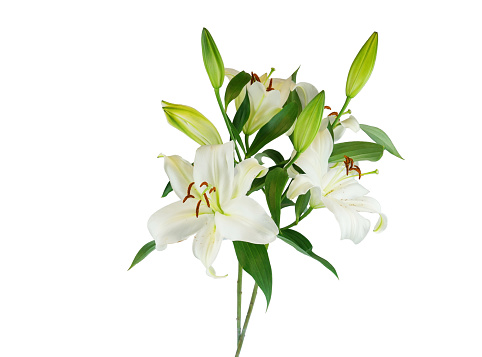 blooming white lily isolated on white background