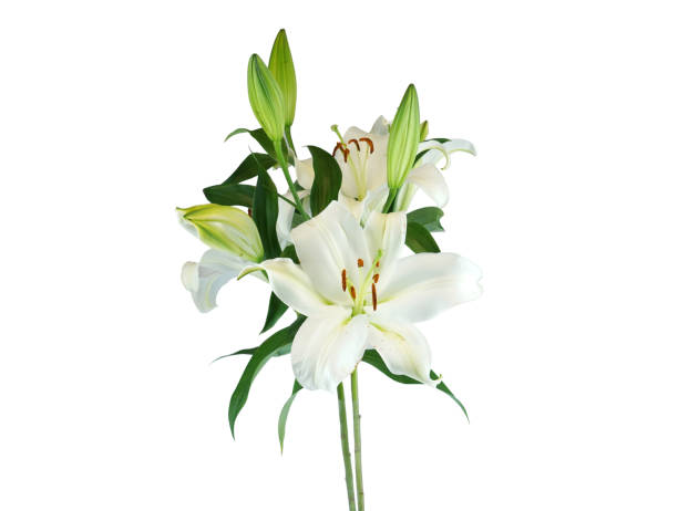 istock blooming white lily isolated on white background 1989204888