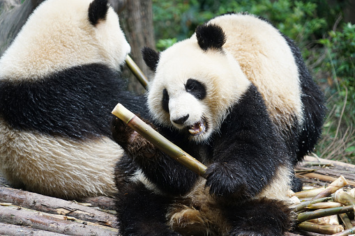 Three Chengdu Giant Pandas Fighting