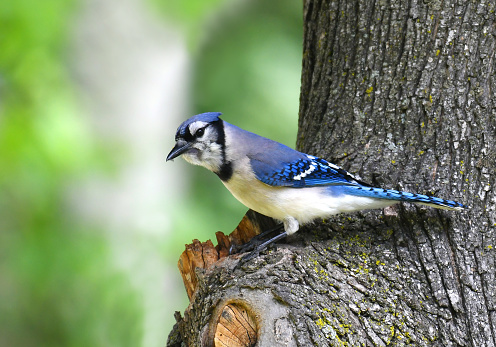 blue jay standing on the tree branch