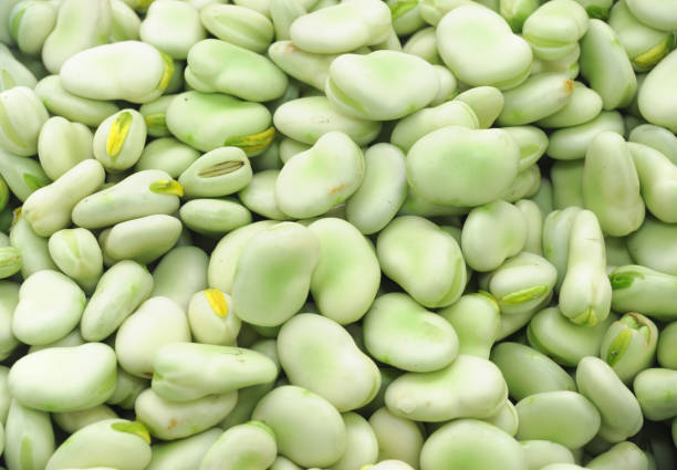 istock food background of fresh broad bean 1989209105