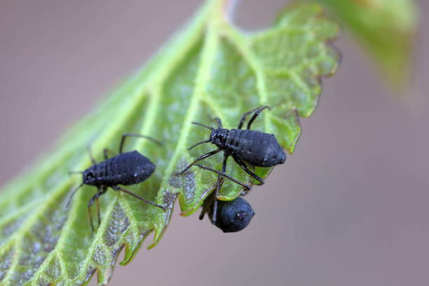 istock Aphids in the wild, North China 1989233928