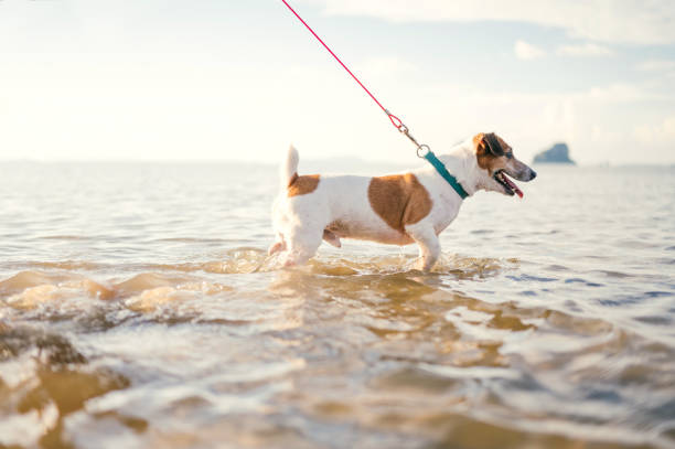istock Playful dog on walk on leash at tropical beach sea 1989234959