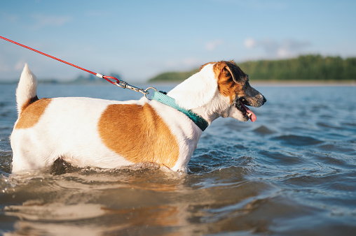 Fun dog walking at the beach enjoying adventure in summer with his owner