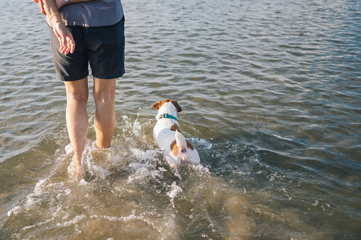 two dogs on the embankment, Jack Russell Terrier and Nova Scotia Duck Tolling Retriever stands alert by the lake, mountains stretching beyond