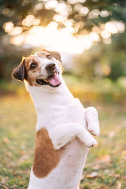 istock Close up Little jack russell face looking at owner 1989235484