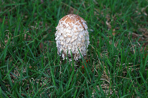 View of a group of mushrooms on the grass.