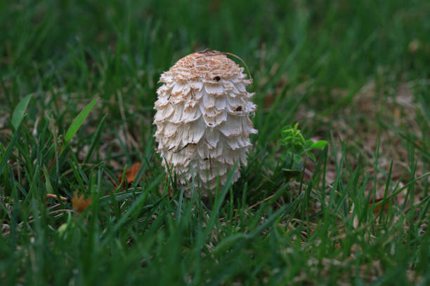 Organic and Sustainable Cultivation of Mushrooms. Collecting mushrooms from ground in air natural habitat.