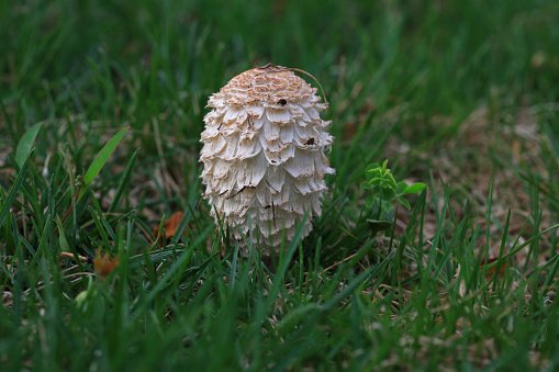 field mushroom [Agaricus campestris]