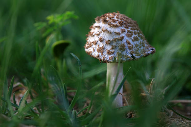 istock Wild mushrooms in the grass, North China 1989237554