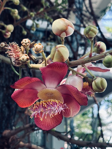 The cannonball flowers are blossoming beautifully on the tree.