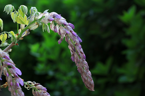 Wisteria flowers are in the botanical garden, North China