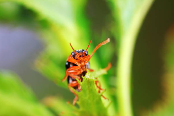 Leaf beetle on wild plants, North China