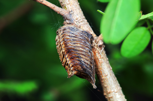 Mantis egg sheath - cuttlebone, North China