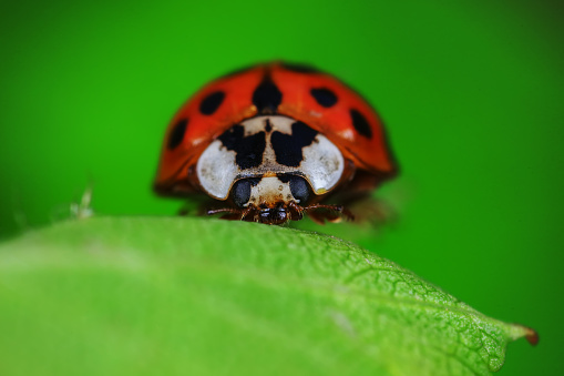 Ladybugs on wild plants, North China
