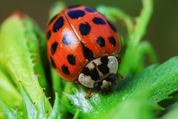 istock Ladybugs on wild plants, North China 1989246408