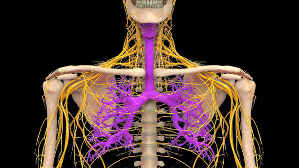 istock Human Respiratory System Lungs Anatomy 1989277791