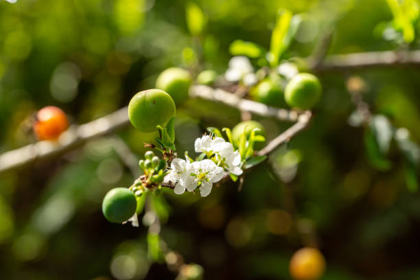 abundant plum blossom in spring on a nature background, close-up with a blurred background