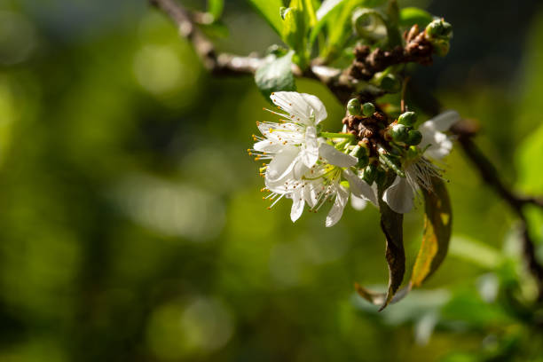 abundant plum blossom in spring on a nature background, close-up with a blurred background