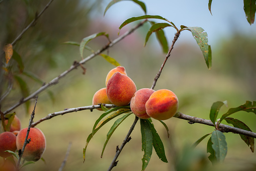 Background of fresh fruit of peach , close up