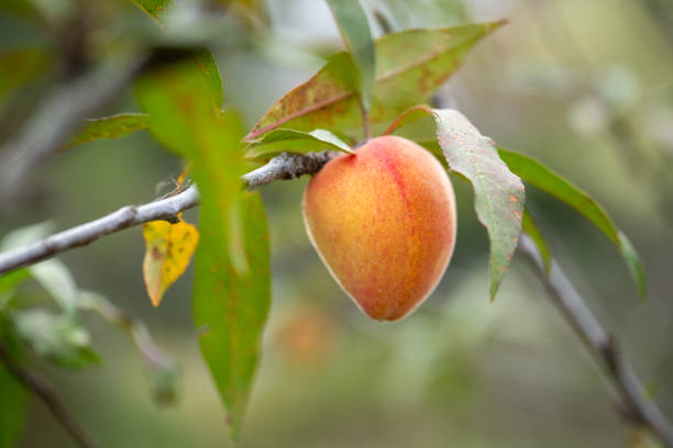 Different unripe fruits near to repining. Raw fruits collection.
