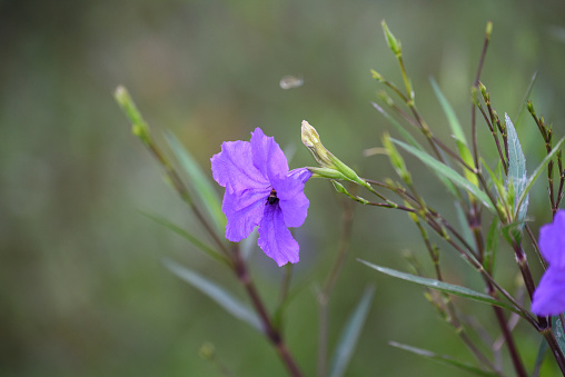 Purple flower (Ruellia brittoniana) on grass background.This plant very popular for garden design.