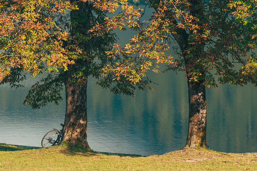 Bicycle leaning on the chestnut tree by the lake Bohinj in summer morning, copy space included