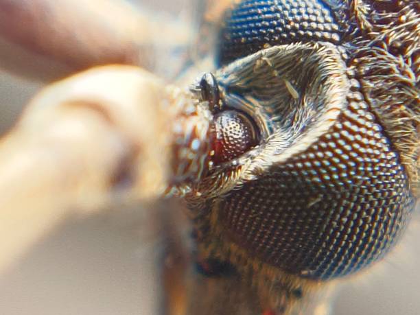 Close up of Fania Canicularis or Housefly