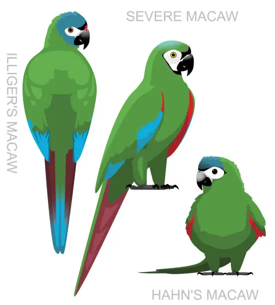 Vector illustration of Cute Bird Mini Macaw Parrot Set Cartoon Vector