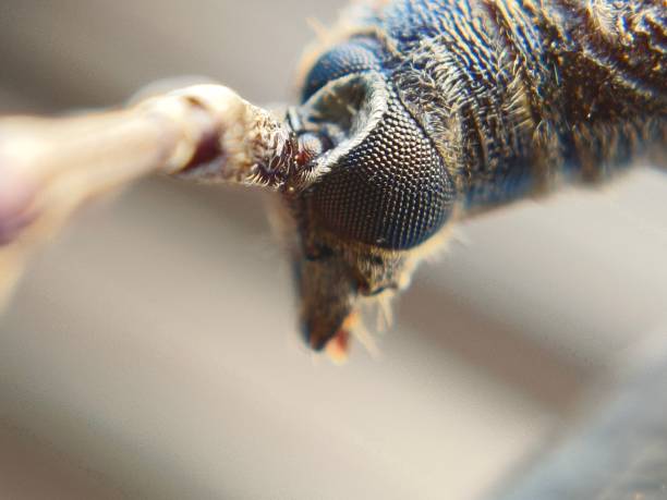 Detailed macro shot of a Brown Marmorated Stink Bug (Halyomorpha halys) on a light surface, showcasing its intricate patterns and textures. The image captures the bug's unique features and creates a visually interesting composition, suitable for educational or scientific purposes.