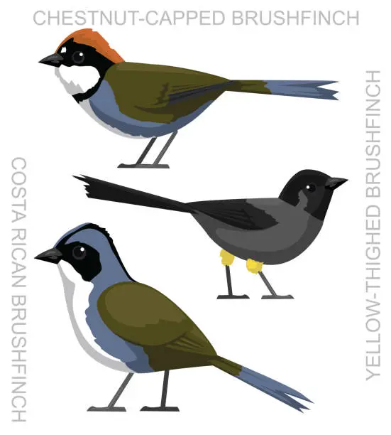 Vector illustration of Cute Bird Brushfinch Costa Rica Set Cartoon Vector