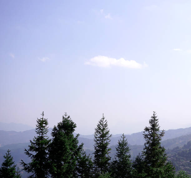 istock Pine trees tops int he background of mountain range and sky 1989326818