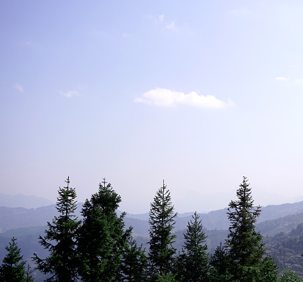 Pine trees tops int he background of mountain range and sky