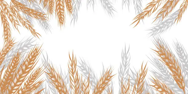 Vector illustration of Border order of spikelets of wheat, rye, barley with copy space. Background for packaging, bakery shop, flour products, farm products, vector illustration isolated on background.