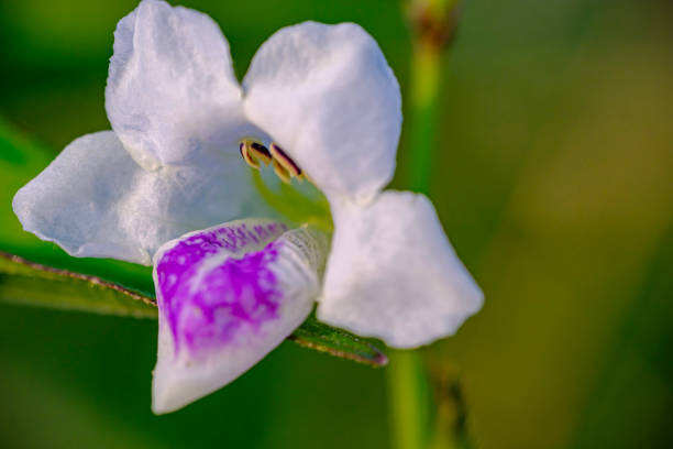 beautiful and captivating Chinese violets