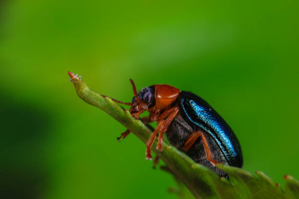 istock Leaf beetle on wild plants, North China 1989339273