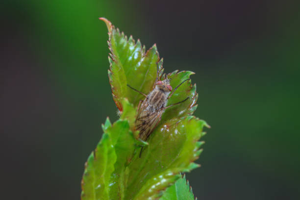 A fly on a flower stalk